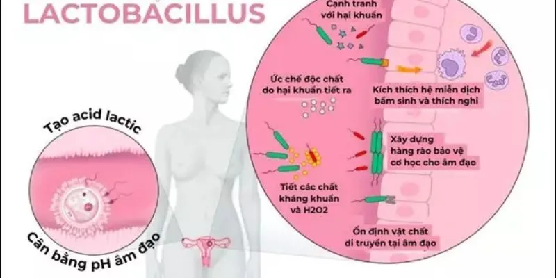 Vai trò quan trọng của Lactobacillus với âm đạo