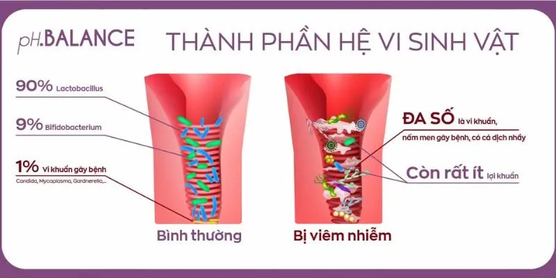 Vai trò quan trọng của Lactobacillus với âm đạo