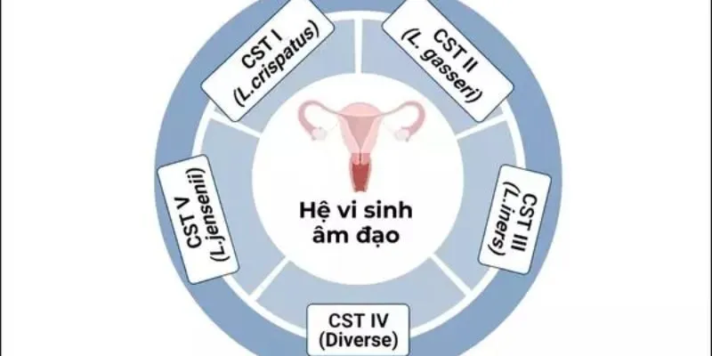 Vai trò quan trọng của Lactobacillus với âm đạo